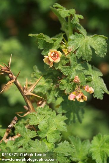Alpine Prickly Currant blossoms, foliage & thorns detail