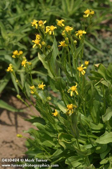 Thick-leaved Groundsel