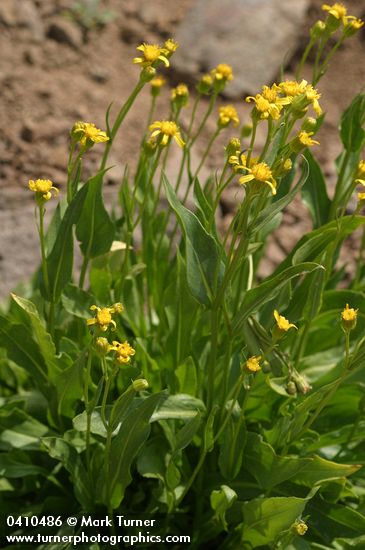 Thick-leaved Groundsel