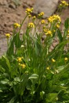 Thick-leaved Groundsel