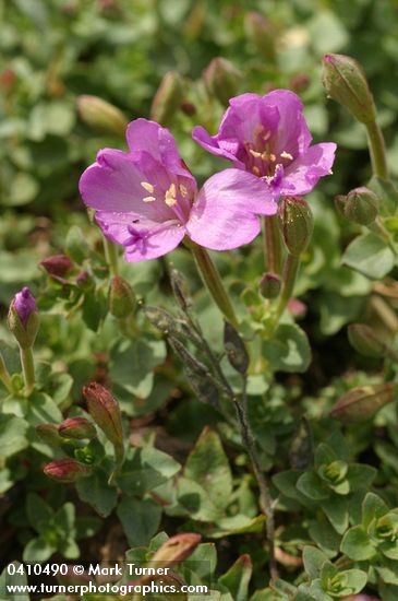 Rock Willowherb blossoms & foliage