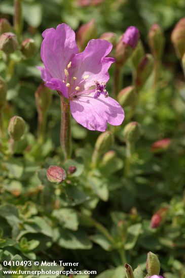 Rock Willowherb blossoms & foliage