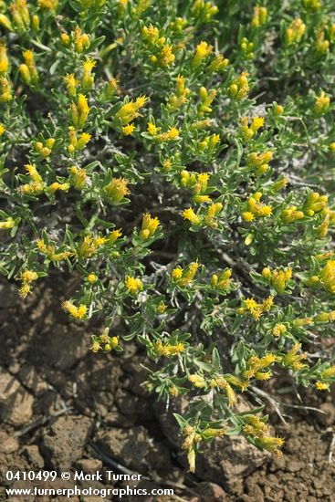Truckee Green Rabbitbrush