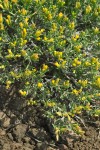 Truckee Green Rabbitbrush