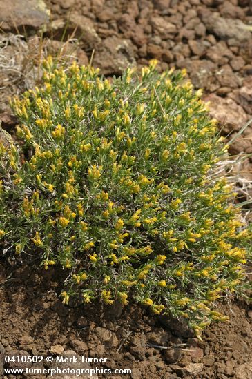Truckee Green Rabbitbrush