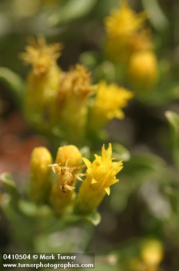 Truckee Green Rabbitbrush blossoms detail