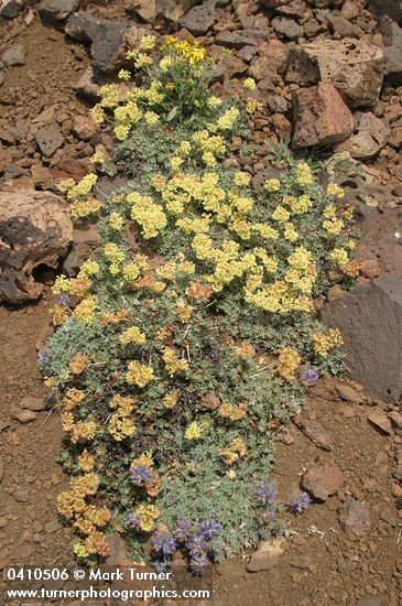 Sulphur-flower Buckwheat 