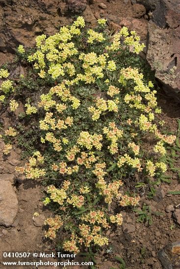 Sulphur-flower Buckwheat 