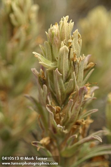 Steenes Indian Paintbrush bracts & blossoms