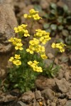 Cusick's Draba