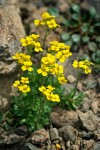 Cusick's Draba