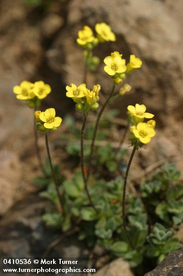 Cusick's Draba
