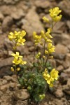 Cusick's Draba