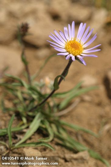 Hayden's Aster