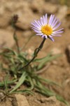 Hayden's Aster