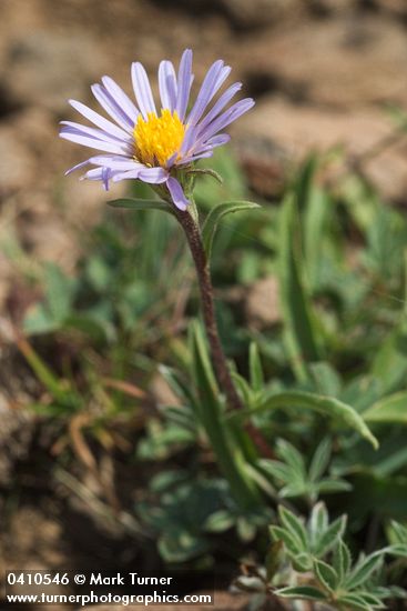 Hayden's Aster