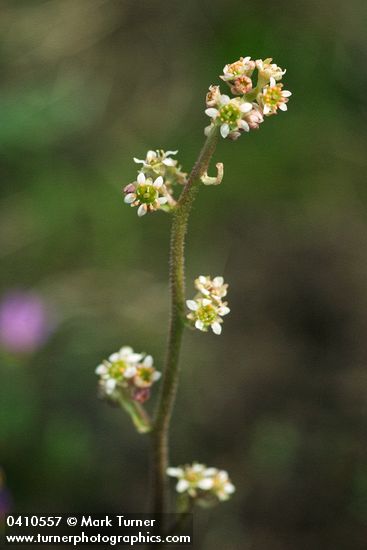Swamp Saxifrage blossoms detail