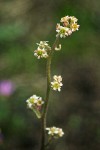 Swamp Saxifrage blossoms detail