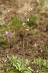 Swamp Saxifrage