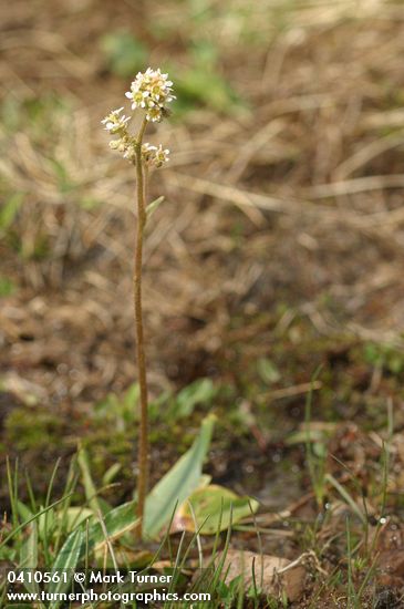Swamp Saxifrage