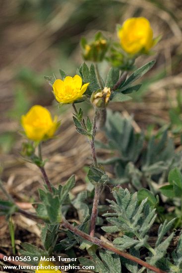 Brewer's Cinquefoil