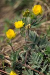 Brewer's Cinquefoil