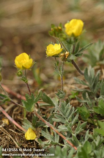 Brewer's Cinquefoil