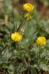 Brewer's Cinquefoil blossoms & foliage detail