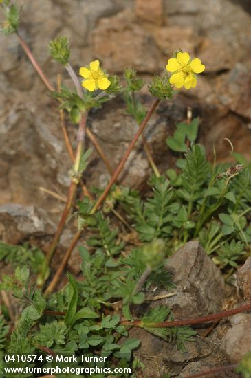Klamath Cinquefoil