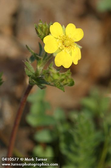 Klamath Cinquefoil blossom detail