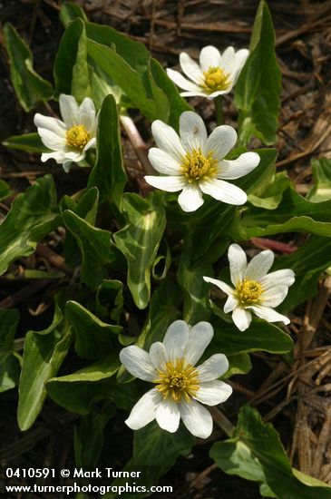 White Marsh Marigolds