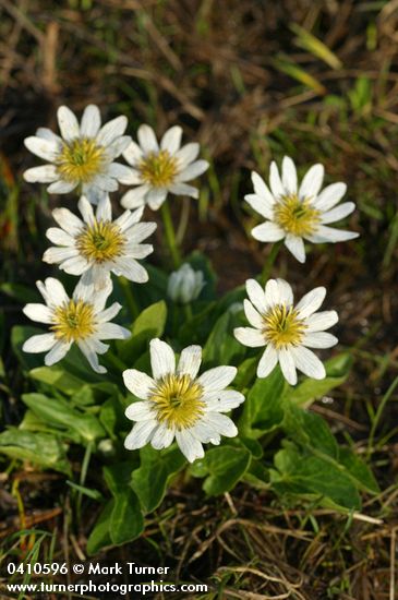 White Marsh Marigolds