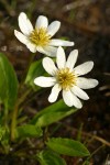 White Marsh Marigolds