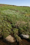 White Marsh Marigolds in wet alpine meadow