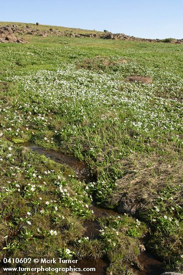 White Marsh Marigolds in wet alpine meadow