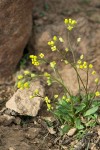 Slender Draba