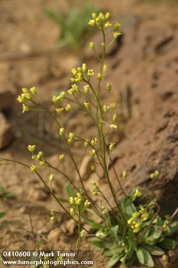 Slender Draba