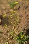 Slender Draba