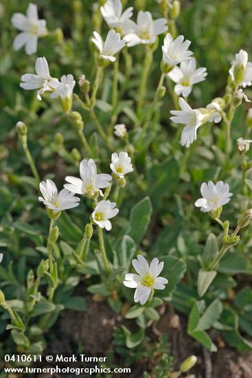 Bering Chickweed