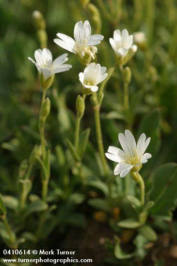 Bering Chickweed blossoms & foliage detail