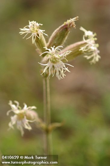 Oregon Campion blossoms detail