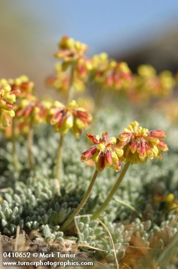 Mat Buckwheat blossoms & foliage detail
