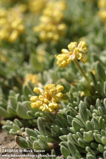 Mat Buckwheat blossoms & foliage detail