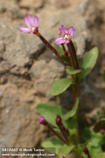 Talus Willowherb blossoms & foliage detail