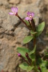 Talus Willowherb blossoms & foliage detail