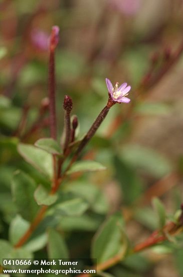 Talus Willowherb blossoms & foliage