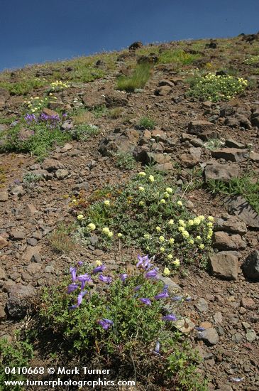 Steens Mountain Penstemon w/ Cushion Buckwheat on talus slope