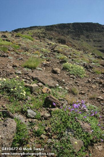 Steens Mountain Penstemon w/ Cushion Buckwheat on talus slope