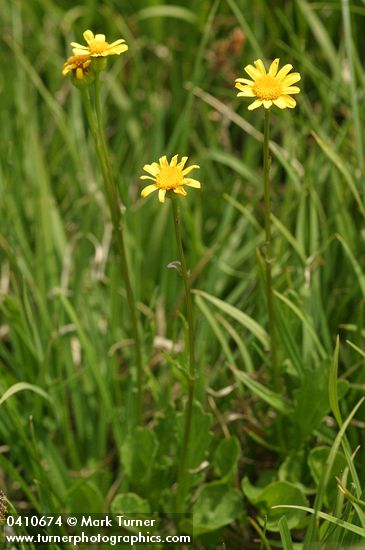 Alpine Meadow Butterweed