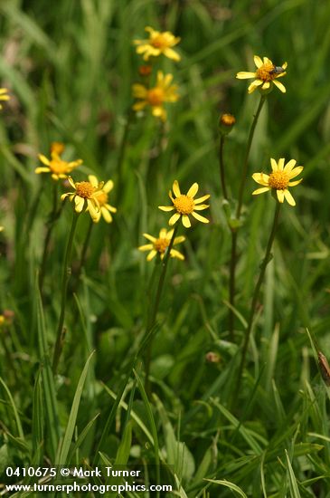 Alpine Meadow Butterweed